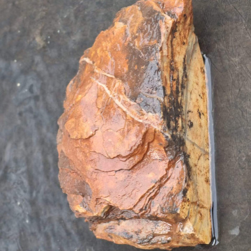 Stromatolite 614 g