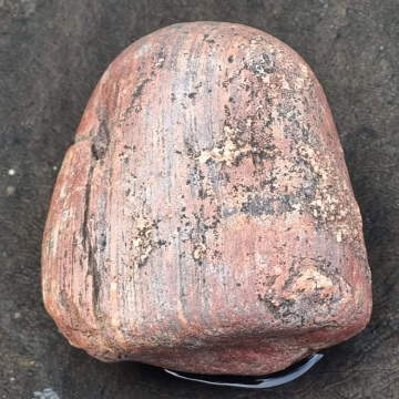 Petrified Wood 451g