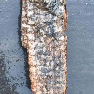 Stromatolite 1389g