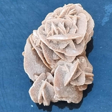 Desert Rose