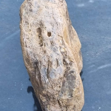 Stromatolite 1686g