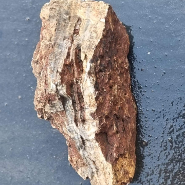 Stromatolite 954g