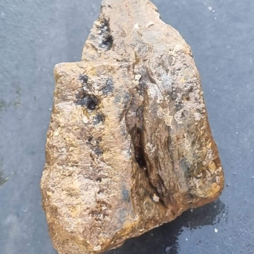 Stromatolite 1442g