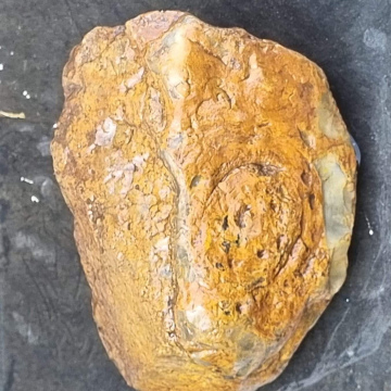 Stromatolite 850g
