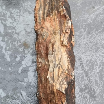 Stromatolite 1178g