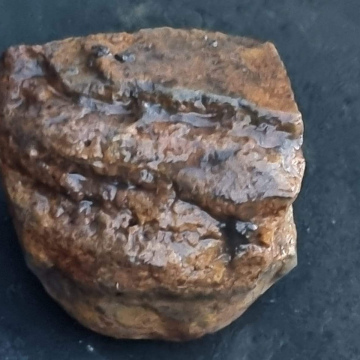 Petrified Wood 451g
