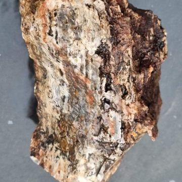 Stromatolite 1926g,